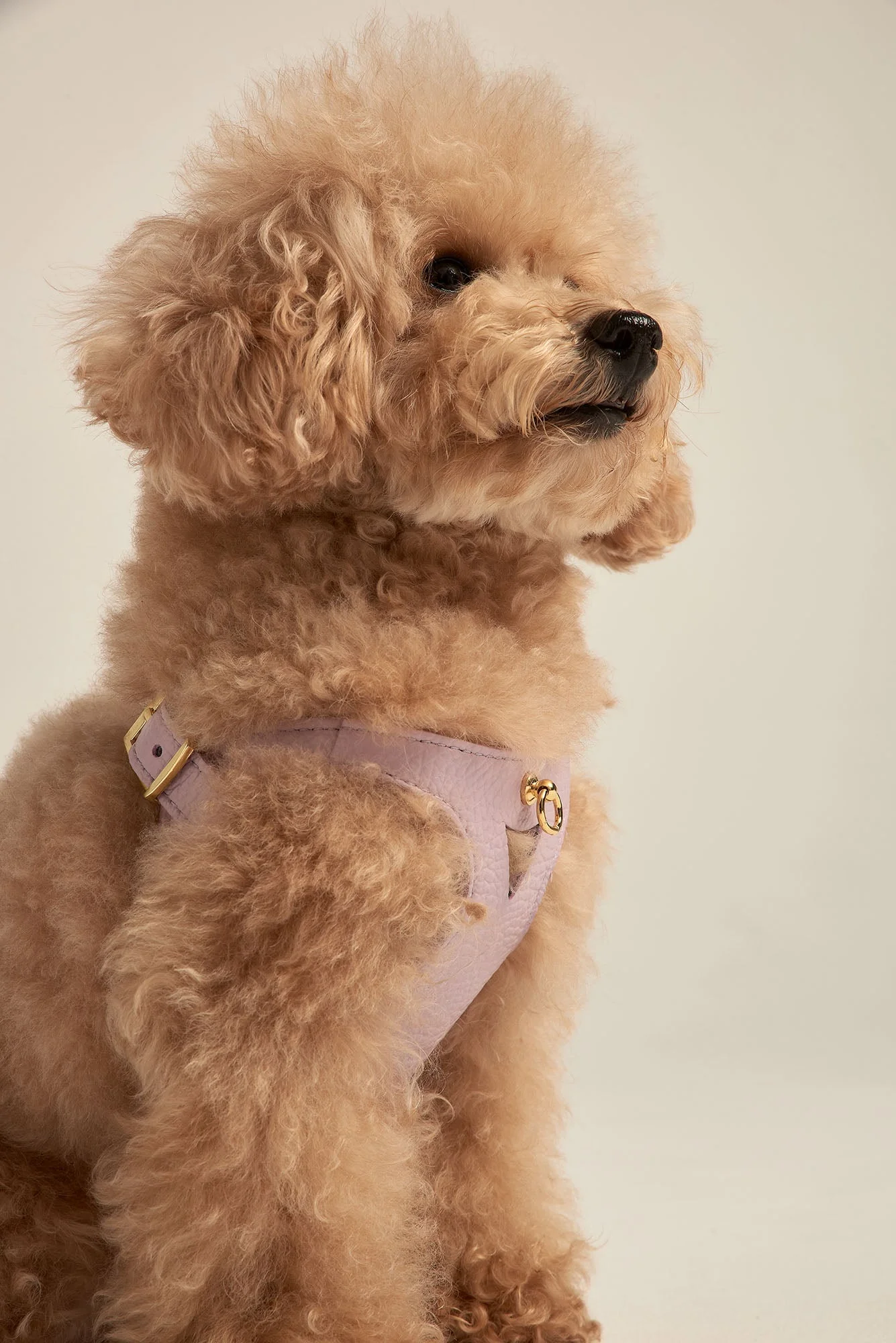 Caniche o Poodle